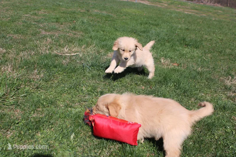 AKC Happy  – Golden Retriever puppy for sale in New Bloomfield, PA