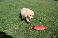 AKC Happy , a female Golden Retriever for sale in New Bloomfield, PA – 5 of 10
