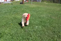 AKC Happy , a female Golden Retriever for sale in New Bloomfield, PA – 3 of 10