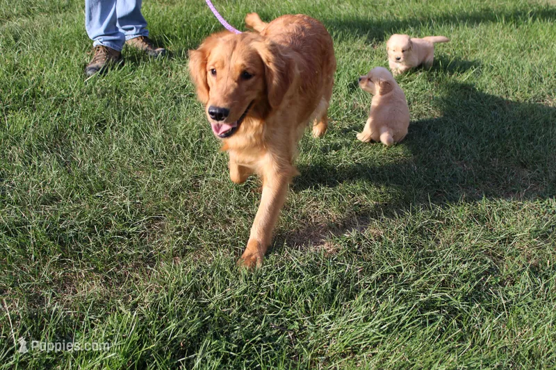 AKC Happy  – Golden Retriever puppy for sale in New Bloomfield, PA