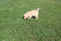 AKC Happy , a female Golden Retriever for sale in New Bloomfield, PA – 6 of 10
