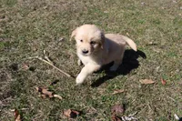AKC Happy , a female Golden Retriever for sale in New Bloomfield, PA – Photo 4 of 9