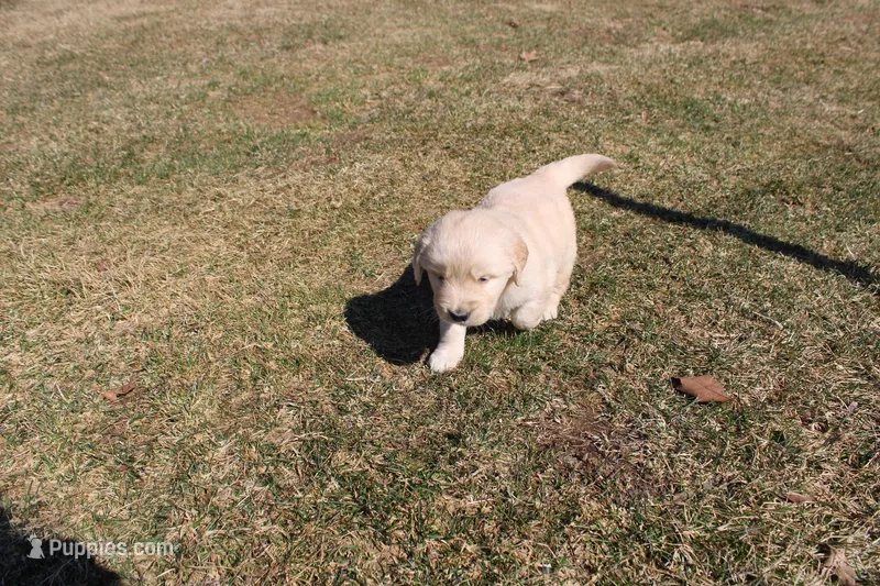 Elsa  – Golden Retriever puppy for sale in New Bloomfield, PA