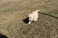 Elsa , a female Golden Retriever for sale in New Bloomfield, PA – Photo 1 of 8