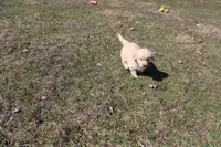 AKC Happy , a female Golden Retriever for sale in New Bloomfield, PA – Photo 2 of 9