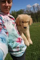 AKC Happy , a female Golden Retriever for sale in New Bloomfield, PA – 7 of 10