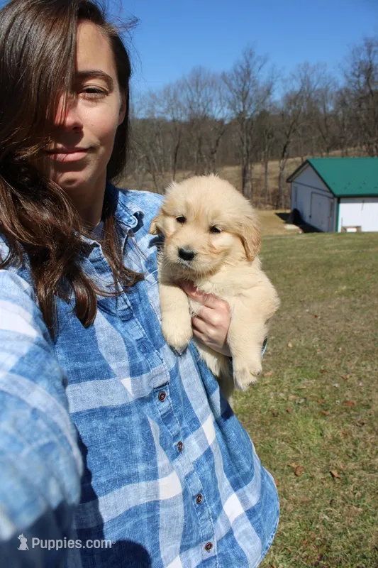 AKC Happy  – Golden Retriever puppy for sale in New Bloomfield, PA