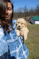 AKC Happy , a female Golden Retriever for sale in New Bloomfield, PA – Photo 1 of 9