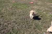 AKC Happy , a female Golden Retriever for sale in New Bloomfield, PA – Photo 3 of 9