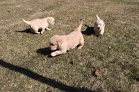 Elsa , a female Golden Retriever for sale in New Bloomfield, PA – Photo 5 of 8