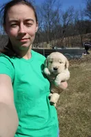 Elsa , a female Golden Retriever for sale in New Bloomfield, PA – Photo 2 of 8