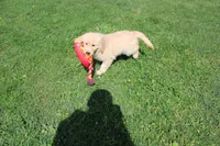 AKC Happy , a female Golden Retriever for sale in New Bloomfield, PA – 4 of 10