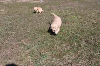 AKC Happy , a female Golden Retriever for sale in New Bloomfield, PA – Photo 6 of 9