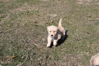 AKC Happy , a female Golden Retriever for sale in New Bloomfield, PA – Photo 5 of 9