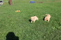 Mandy, a female Golden Retriever for sale in New Bloomfield, PA – 8 of 10