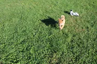 AKC Gladiator, a male Shiba Inu for sale in New Bloomfield, PA – 2 of 10