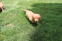 AKC Parr, a male Golden Retriever for sale in New Bloomfield, PA – 2 of 10