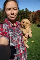 AKC Hamburger , a male Golden Retriever for sale in New Bloomfield, PA – 6 of 10