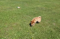 AKC Yen, a female Shiba Inu for sale in New Bloomfield, PA – 4 of 10