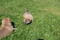 AKC Doodle, a female Shiba Inu for sale in New Bloomfield, PA – 3 of 8