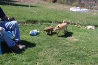 Misty, a female Shiba Inu for sale in New Bloomfield, PA – 6 of 7