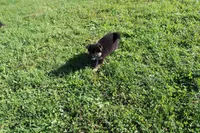 AKC Macchiato , a male Shiba Inu for sale in New Bloomfield, PA – 5 of 9