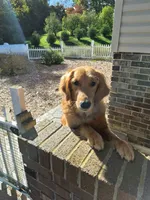 AKC Hamburger , a male Golden Retriever for sale in New Bloomfield, PA – 9 of 10