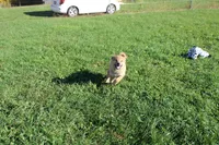 AKC Gladiator, a male Shiba Inu for sale in New Bloomfield, PA – 5 of 10