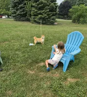 Kiwi, a female Shiba Inu for sale in New Bloomfield, PA – 5 of 10