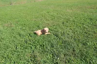 Teen Titan , a male Golden Retriever for sale in New Bloomfield, PA – 4 of 10