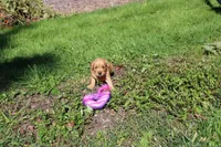 AKC Bonnie, a female Golden Retriever for sale in New Bloomfield, PA – 3 of 10