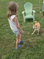 Kiwi, a female Shiba Inu for sale in New Bloomfield, PA – 7 of 10