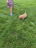 AKC Bob, a male Golden Retriever for sale in New Bloomfield, PA – 4 of 8