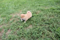 Old Maid, a female Shiba Inu for sale in New Bloomfield, PA – 4 of 10