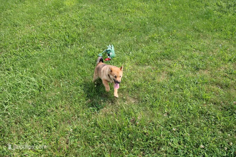 AKC KitKat – Shiba Inu puppy for sale in New Bloomfield, PA