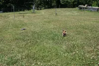 AKC KitKat, a female Shiba Inu for sale in New Bloomfield, PA – 6 of 10