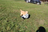 AKC Powerpuff, a female Golden Retriever for sale in New Bloomfield, PA – 7 of 9