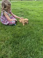 AKC Bob, a male Golden Retriever for sale in New Bloomfield, PA – 3 of 8