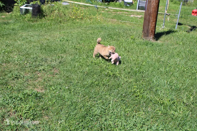 AKC Memory – Shiba Inu puppy for sale in New Bloomfield, PA