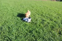 AKC Gladiator, a male Shiba Inu for sale in New Bloomfield, PA – 7 of 10