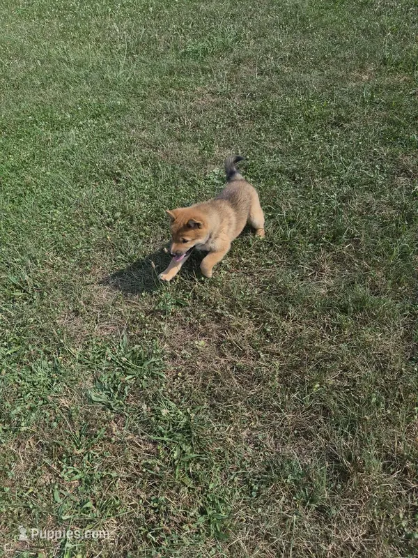 AKC KitKat – Shiba Inu puppy for sale in New Bloomfield, PA