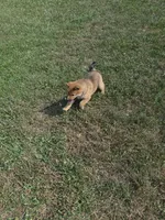 AKC KitKat, a female Shiba Inu for sale in New Bloomfield, PA – 1 of 8