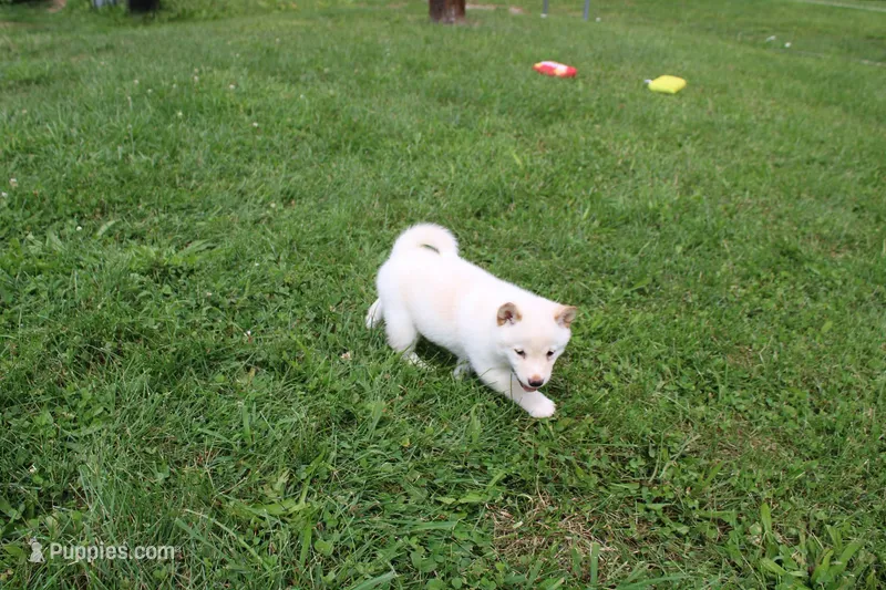 Cheesecake  – Shiba Inu puppy for sale in New Bloomfield, PA