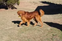 AKC Helen , a female Golden Retriever for sale in New Bloomfield, PA – 8 of 8
