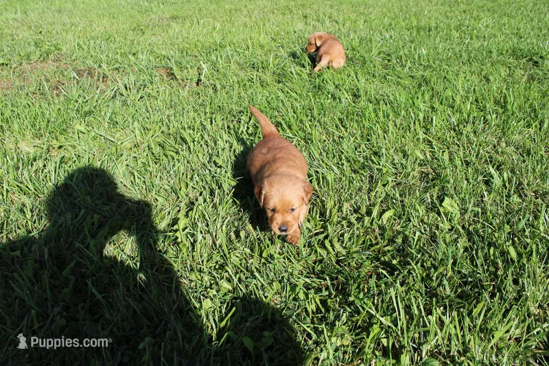 AKC Snappy – Golden Retriever puppy for sale in New Bloomfield, PA