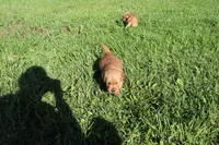 AKC Snappy, a male Golden Retriever for sale in New Bloomfield, PA – 1 of 8