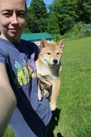 AKC February  , a female Shiba Inu for sale in New Bloomfield, PA – 7 of 10