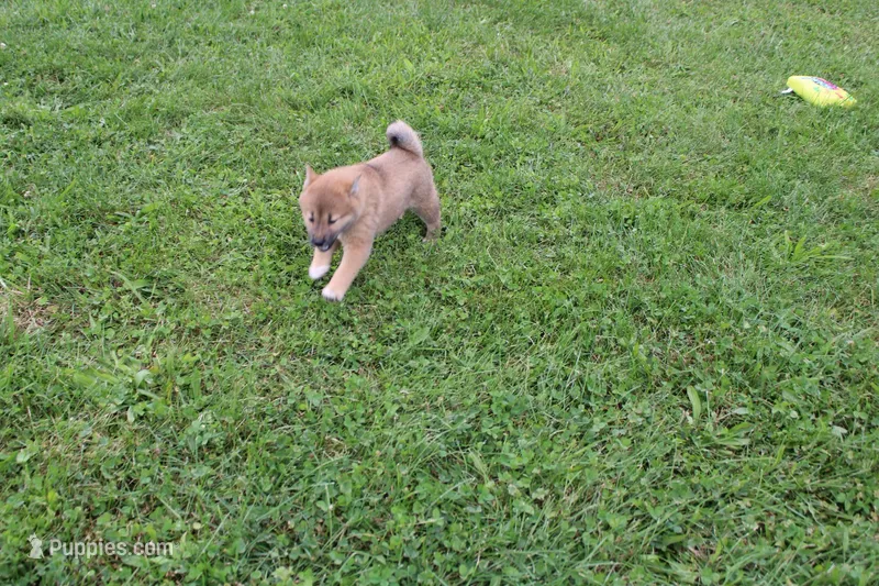 AKC Memory – Shiba Inu puppy for sale in New Bloomfield, PA