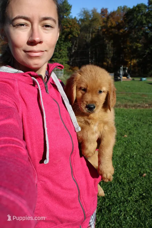 AKC Snappy – Golden Retriever puppy for sale in New Bloomfield, PA