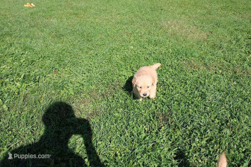 AKC Powerpuff – Golden Retriever puppy for sale in New Bloomfield, PA
